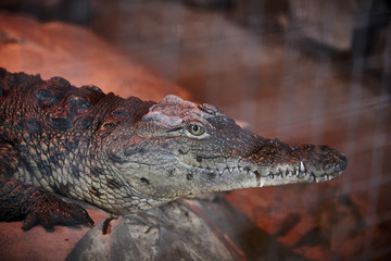 The crocodile is heated under an infrared lamp.