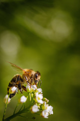 Bee on a white flower collecting pollen and gathering nectar to produce honey in the hive with copy space