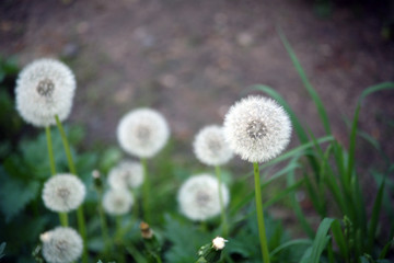 farewell to dandelions in spring