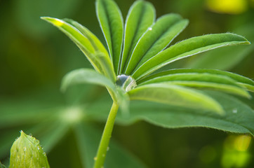 Big beautiful drop of dew on the leaf of the plant