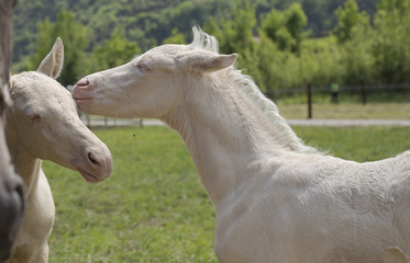 Fototapeta premium Twins cremello foals (or albino) 