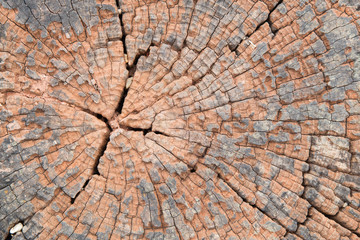 Old tree stump texture background