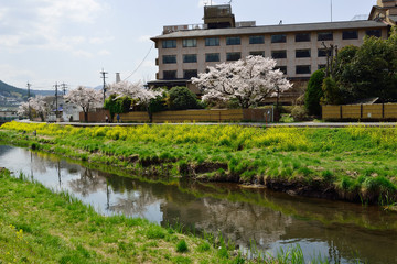 由布院の桜と菜の花