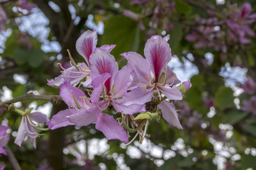 Bauhinia purpurea flowering tropical tree with purple pink violet flowers and green leaves