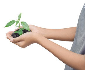 Fototapeta na wymiar Hand holding a plant with black soil on white background with clipping path