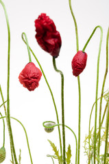 Fototapeta na wymiar bright red poppy flower