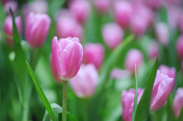 close up Pink Tulips flower beautiful in garden