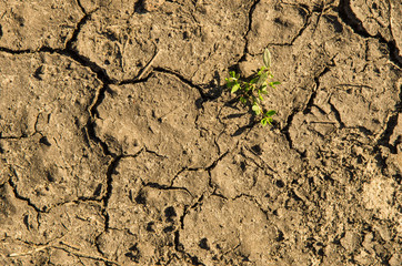 Green Sprout, infusing through chapped from heat the soil