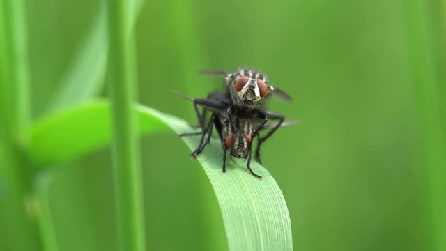Flies mating on green leaf 4K