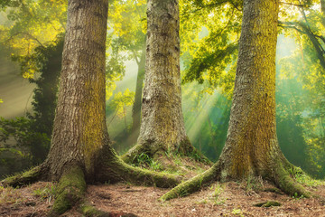 große Baumwurzeln und Sonnenstrahlen in einem grünen Wald © Sondem
