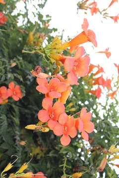 Beauty In Nature, Close-up, Day, Flower, Flower Head, Flowering, Plant, Focus On Foreground, Fragility, Freshness, Growth, Inflorescence, Leaf, Nature, No People, Orange Color, Outdoors, Petal, Plant,