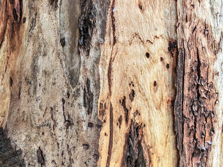Beautiful old tree in the park. Texture background close up view