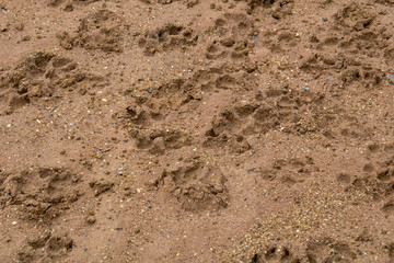 A lot of dog foot print on the ground.