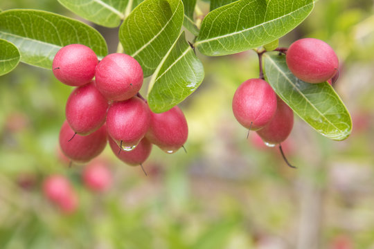 Fresh Carunda or Karonda fruit with water drop on tree Carunda.
