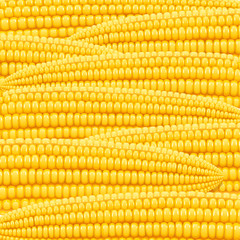 Corn cob. Organic food pattern. Corncob natural meal. Ripe