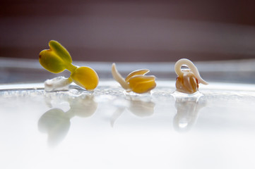 Young plant growing in the morning light and green nature bokeh background