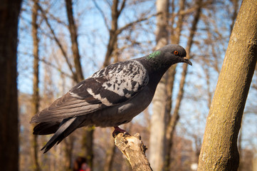Close up head shot of beautiful speed racing pigeon