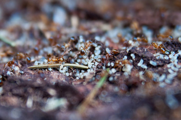 Red black imported ant,Action of ant