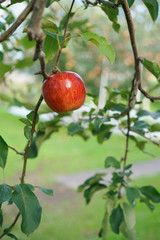 りんご（津軽）