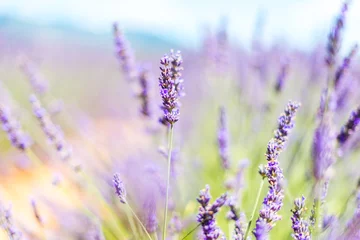 Gardinen Lavendel - Provence © benjamin