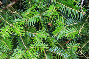 Fototapeta premium Green branches of a young fur-tree