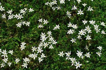 White small flowers in green meadow grass as bright nature background.