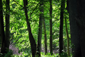 rays of sun in a dense green forest