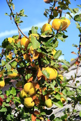 quince on the tree