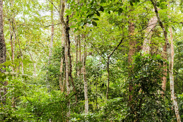 Forest landscape in Luang Prabang, Laos. Close-up.