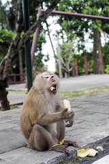 Macaque Monkey eating banana, Phuket, Thailand
