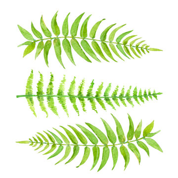 Watercolor set green leaves of fern. Hand drawn exotic greenery isolated on white background.