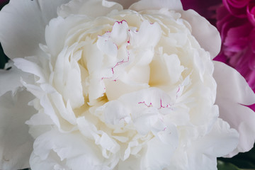 Obraz na płótnie Canvas Blooming white Peony. Beautiful Peonie flower. Macro.