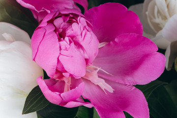 Blooming white and pink Peony. Beautiful Peonie flower. Macro.
