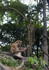 Monkey sitting in forest. Macaque cleaning