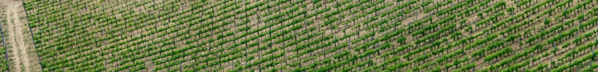 Tuscany Vineyard Wide Panorama in Spring