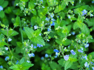 Little blue flowers on a background of green grass, top view. Veronica chamaedrys flower, germander speedwell or cat's eyes. Herbaceous perennial plant