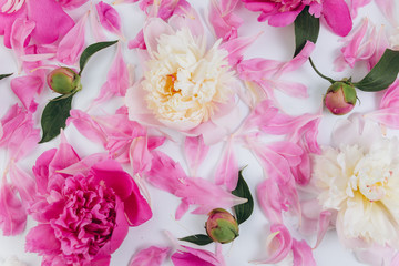 Pink and white floral background of fresh peony flowers buds and petals.