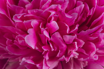 Blooming pink Peony. Beautiful Peonie flower. Macro.