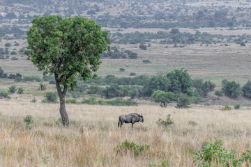 Fototapeta premium A lonesome wildebeest stand next to a tree