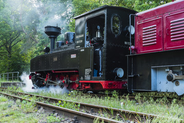 Naklejka premium Kleine Dampflokomotive, Schmalspurbahn, deutsche Dampflokomotive im Wald, Parkbahn im Wald, Parkbahn Wuhlheide