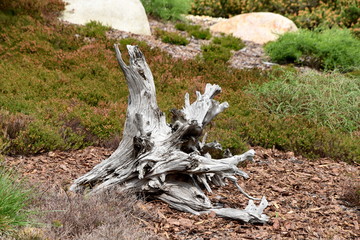 Nochten, Findlingspark, verwitterte Baumst&uuml;mpfe