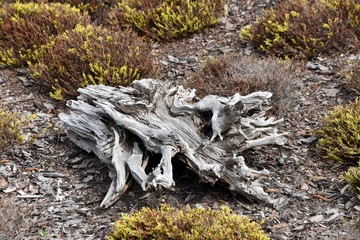 Nochten, Findlingspark, verwitterte Baumstümpfe