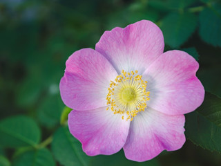rose hip flowers