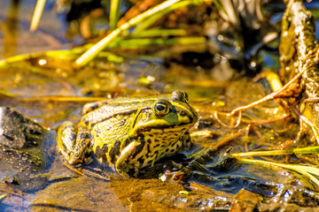  water frog in a moor reserve in Poland