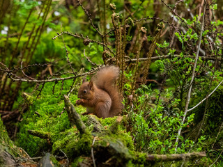 Red Squirrel