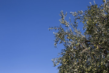 Raccolta delle olive