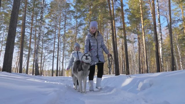 Beautiful woman and small child walking in winter forest with of husky dog. Happy young mother with daughter in the winter park with huskies dog. Friendship pet and human. Siberian husky dog in snow