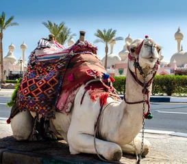 Foto op Plexiglas A riding camel in a bright blanket on the sunny street of Sharm  © Sofiia