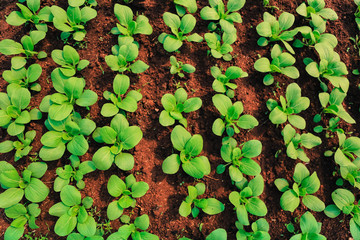 Organic vegetable garden