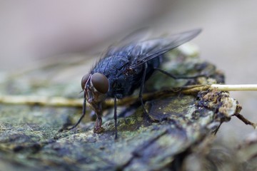 Macro de uma mosca